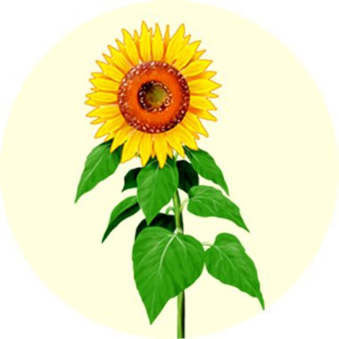 向日葵於温暖及陽光充沛的環境下生長，可達0.9米-3米高，每朵花更有8,000顆種籽。